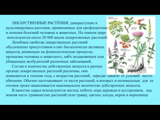 ЛЕКА́РСТВЕННЫЕ РАСТЕ́НИЯ: ди­ко­рас­ту­щие и куль­ти­ви­руе­мые рас­те­ния, при­ме­няе­мые для про­фи­лак­ти­ки и