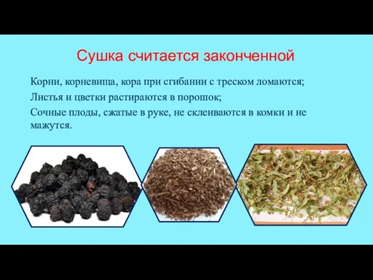 Сушка считается законченной Корни, корневища, кора при сгибании с треском