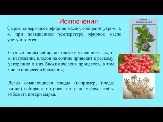 Сочные плоды собирают также в утренние часы, т.к. нагревание плодов