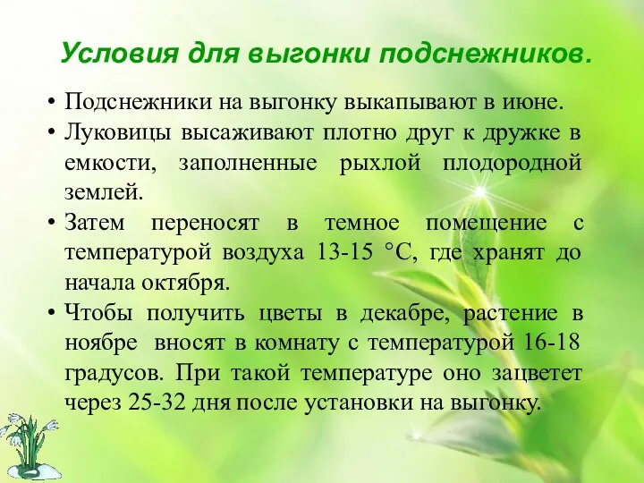 Условия для выгонки подснежников. Подснежники на выгонку выкапывают в июне.