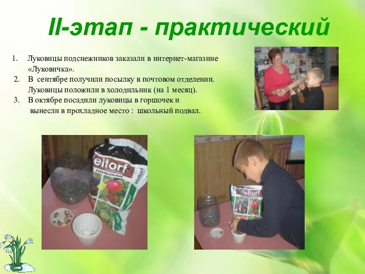 . ІІ-этап - практический Луковицы подснежников заказали в интернет-магазине «Луковичка».