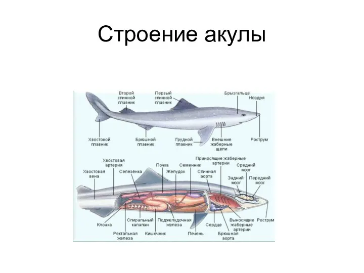 Строение акулы