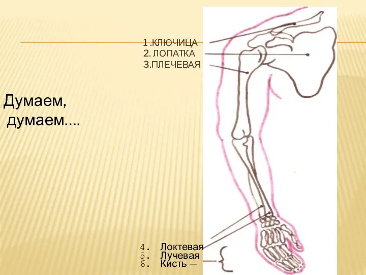 1 .КЛЮЧИЦА 2. ЛОПАТКА 3.ПЛЕЧЕВАЯ Думаем, думаем….
