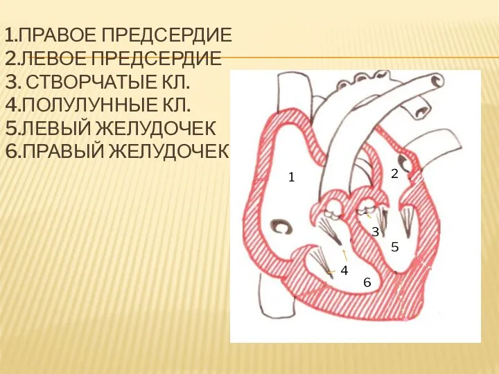 1.ПРАВОЕ ПРЕДСЕРДИЕ 2.ЛЕВОЕ ПРЕДСЕРДИЕ 3. СТВОРЧАТЫЕ КЛ. 4.ПОЛУЛУННЫЕ КЛ. 5.ЛЕВЫЙ