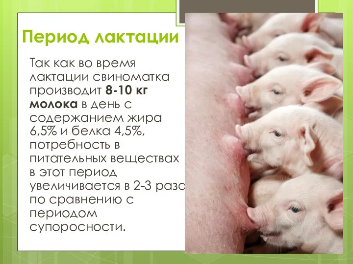 Период лактации Так как во время лактации свиноматка производит 8-10 кг молока в