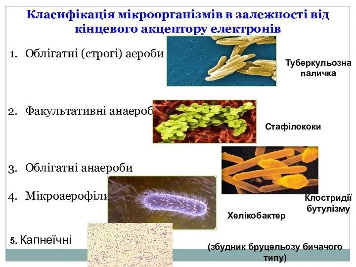 Класифікація мікроорганізмів в залежності від кінцевого акцептору електронів Облігатні (строгі)