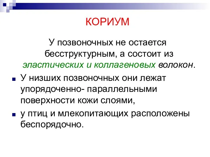 КОРИУМ У позвоночных не остается бесструктурным, а состоит из эластических