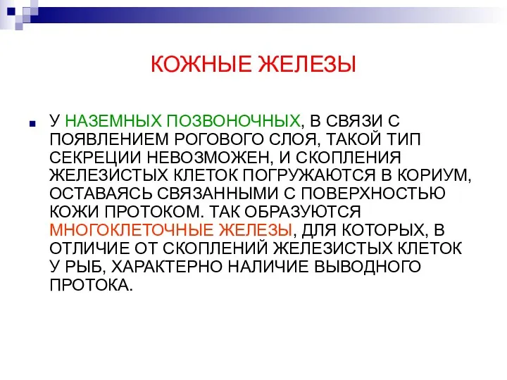 КОЖНЫЕ ЖЕЛЕЗЫ У НАЗЕМНЫХ ПОЗВОНОЧНЫХ, В СВЯЗИ С ПОЯВЛЕНИЕМ РОГОВОГО