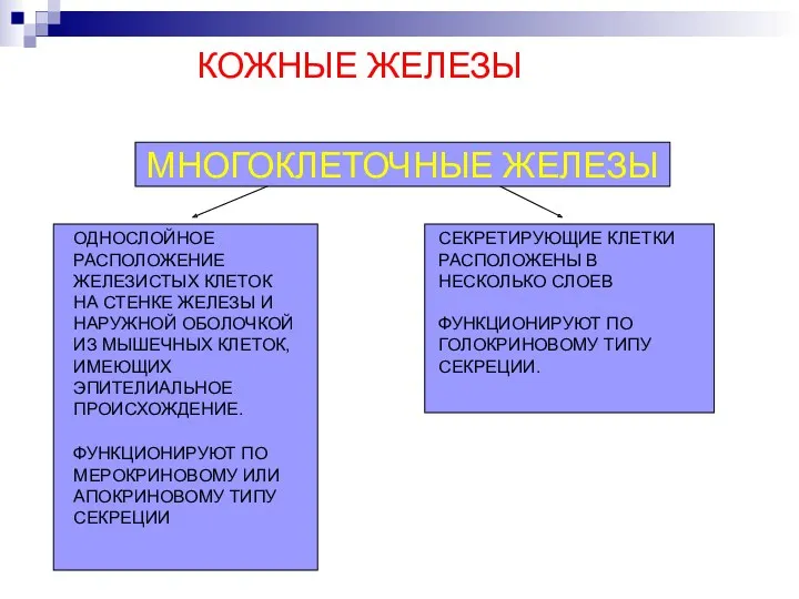 КОЖНЫЕ ЖЕЛЕЗЫ МНОГОКЛЕТОЧНЫЕ ЖЕЛЕЗЫ ОДНОСЛОЙНОЕ РАСПОЛОЖЕНИЕ ЖЕЛЕЗИСТЫХ КЛЕТОК НА СТЕНКЕ