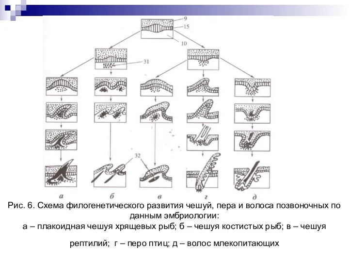 Рис. 6. Схема филогенетического развития чешуй, пера и волоса позвоночных