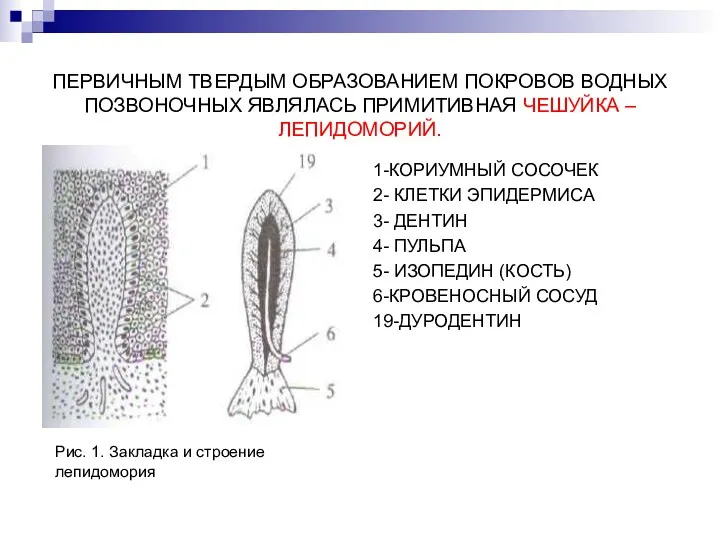 ПЕРВИЧНЫМ ТВЕРДЫМ ОБРАЗОВАНИЕМ ПОКРОВОВ ВОДНЫХ ПОЗВОНОЧНЫХ ЯВЛЯЛАСЬ ПРИМИТИВНАЯ ЧЕШУЙКА –