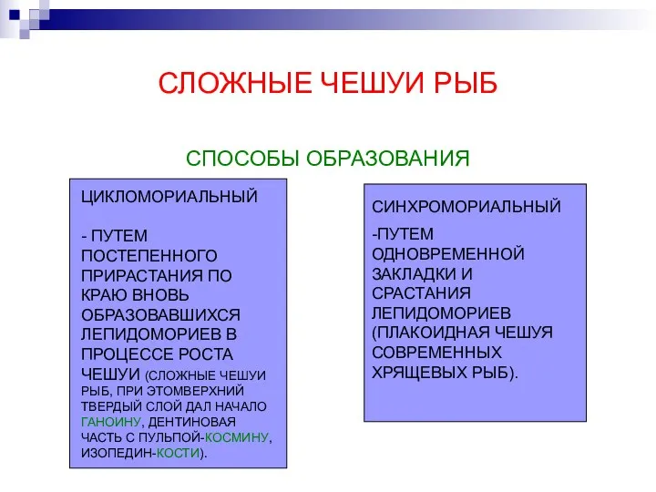 СЛОЖНЫЕ ЧЕШУИ РЫБ СПОСОБЫ ОБРАЗОВАНИЯ ЦИКЛОМОРИАЛЬНЫЙ - ПУТЕМ ПОСТЕПЕННОГО ПРИРАСТАНИЯ