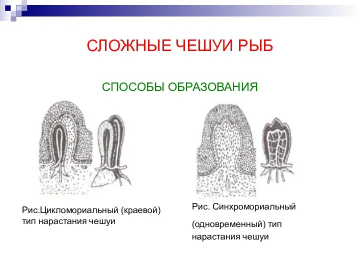 СЛОЖНЫЕ ЧЕШУИ РЫБ СПОСОБЫ ОБРАЗОВАНИЯ Рис.Цикломориальный (краевой) тип нарастания чешуи Рис. Синхромориальный (одновременный) тип нарастания чешуи