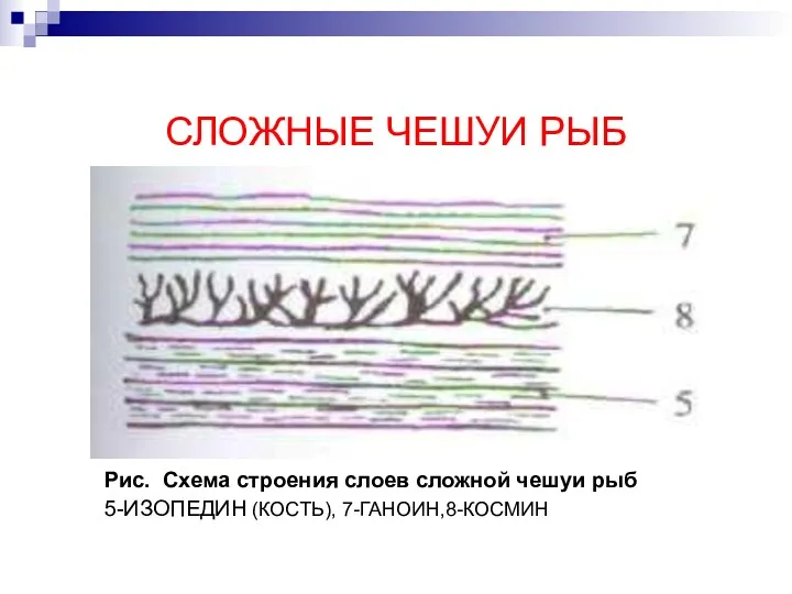 СЛОЖНЫЕ ЧЕШУИ РЫБ Рис. Схема строения слоев сложной чешуи рыб 5-ИЗОПЕДИН (КОСТЬ), 7-ГАНОИН,8-КОСМИН