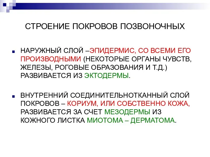 СТРОЕНИЕ ПОКРОВОВ ПОЗВОНОЧНЫХ НАРУЖНЫЙ СЛОЙ –ЭПИДЕРМИС, СО ВСЕМИ ЕГО ПРОИЗВОДНЫМИ