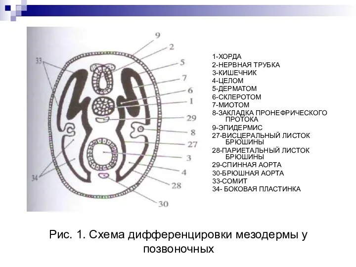 Рис. 1. Схема дифференцировки мезодермы у позвоночных 1-ХОРДА 2-НЕРВНАЯ ТРУБКА