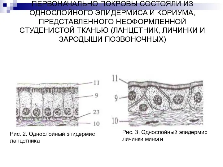 ПЕРВОНАЧАЛЬНО ПОКРОВЫ СОСТОЯЛИ ИЗ ОДНОСЛОЙНОГО ЭПИДЕРМИСА И КОРИУМА,ПРЕДСТАВЛЕННОГО НЕОФОРМЛЕННОЙ СТУДЕНИСТОЙ