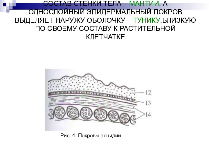 У ОБОЛОЧНИКОВ СОБСТВЕННО КОЖА ВХОДИТ В СОСТАВ СТЕНКИ ТЕЛА –