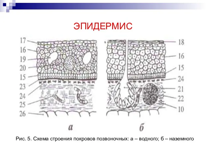 ЭПИДЕРМИС Рис. 5. Схема строения покровов позвоночных: а – водного; б – наземного