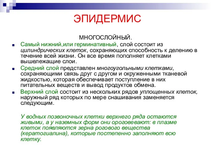 ЭПИДЕРМИС МНОГОСЛОЙНЫЙ. Самый нижний,или герминативный, слой состоит из цилиндрических клеток,