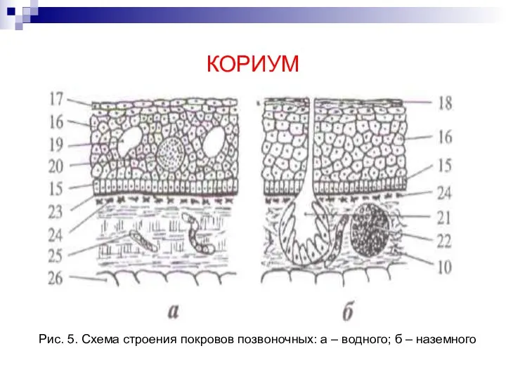 КОРИУМ Рис. 5. Схема строения покровов позвоночных: а – водного; б – наземного