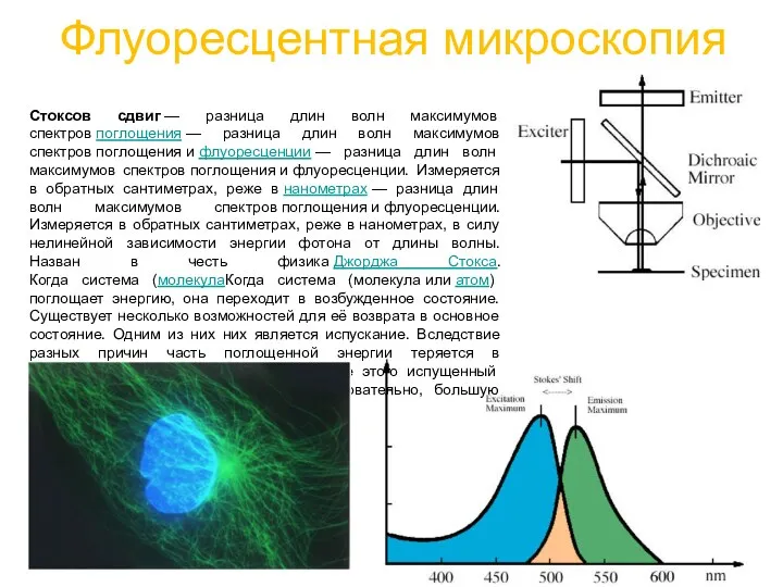 Флуоресцентная микроскопия Стоксов сдвиг — разница длин волн максимумов спектров