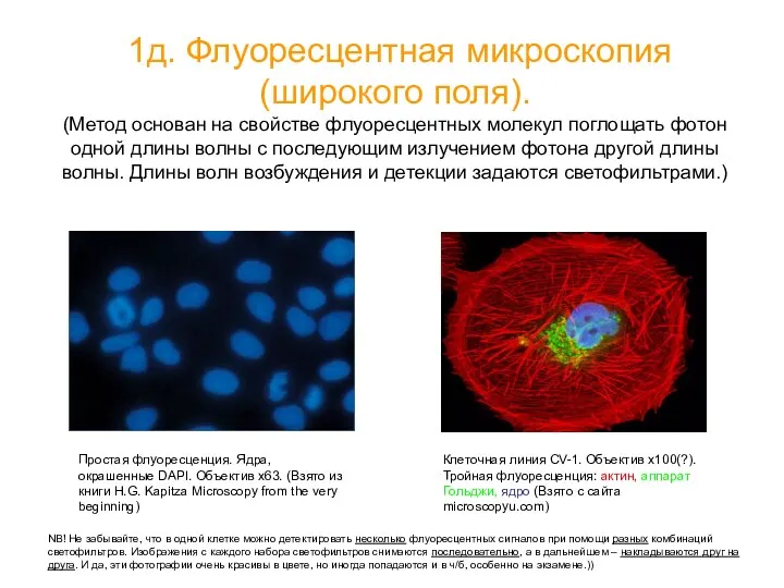 1д. Флуоресцентная микроскопия (широкого поля). (Метод основан на свойстве флуоресцентных