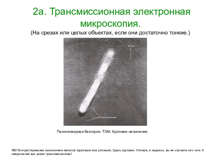 2а. Трансмиссионная электронная микроскопия. (На срезах или целых объектах, если