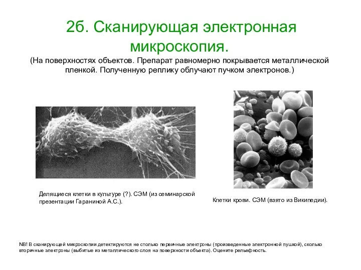 2б. Сканирующая электронная микроскопия. (На поверхностях объектов. Препарат равномерно покрывается