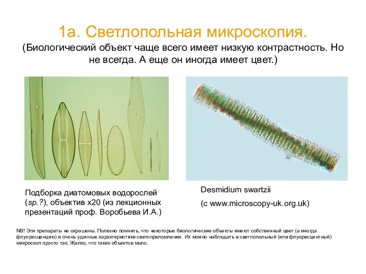 1а. Светлопольная микроскопия. (Биологический объект чаще всего имеет низкую контрастность.