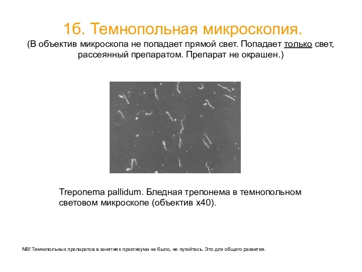 1б. Темнопольная микроскопия. (В объектив микроскопа не попадает прямой свет.