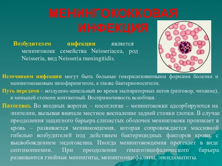 МЕНИНГОКОККОВАЯ ИНФЕКЦИЯ Возбудителем инфекции является менингококк семейства Neisseriaсеa, род Neisseria,