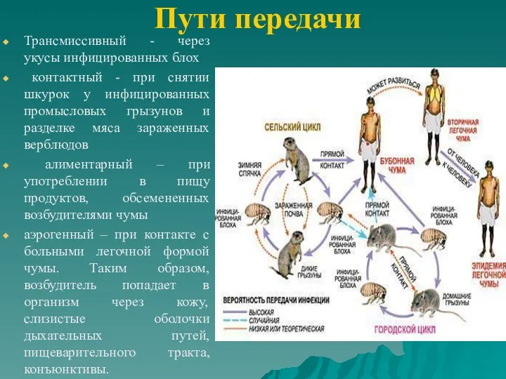 Пути передачи Трансмиссивный - через укусы инфицированных блох контактный -