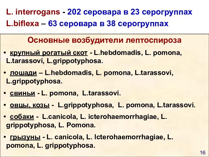 L. interrogans - 202 серовара в 23 серогруппах L.biflexa –