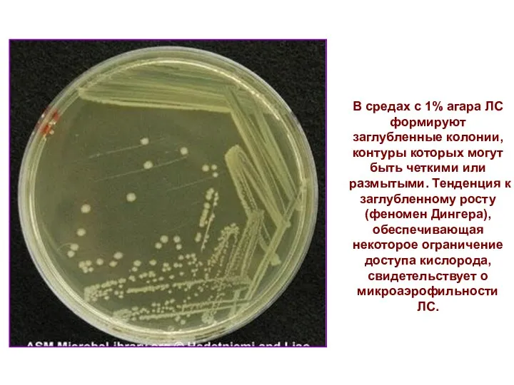 В средах с 1% агара ЛС формируют заглубленные колонии, контуры