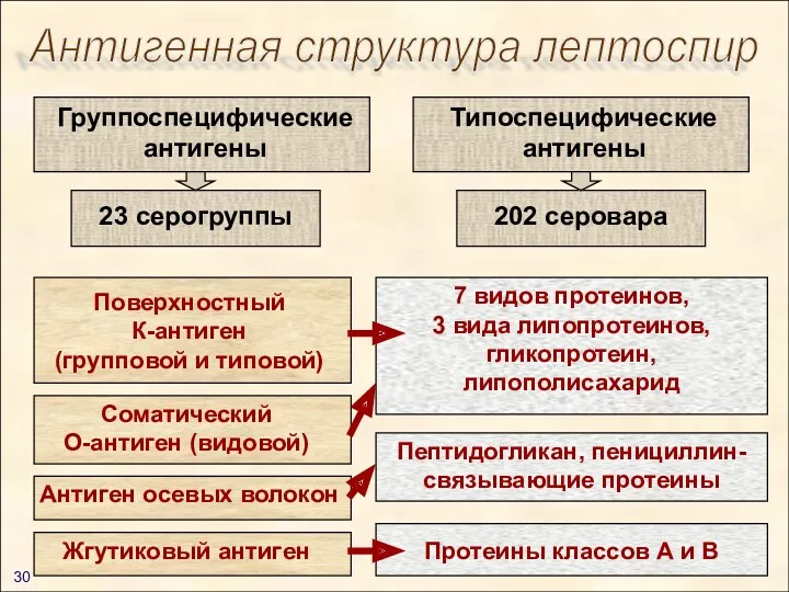 Антигенная структура лептоспир Соматический О-антиген (видовой) Антиген осевых волокон Группоспецифические