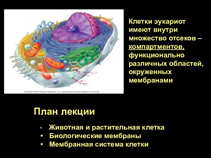 План лекции Животная и растительная клетка Биологические мембраны Мембранная система