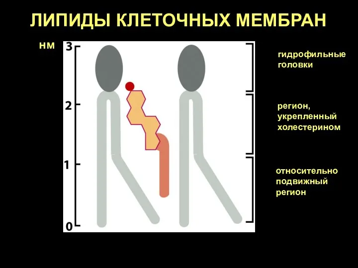 ЛИПИДЫ КЛЕТОЧНЫХ МЕМБРАН гидрофильные головки относительно подвижный регион регион, укрепленный холестерином нм