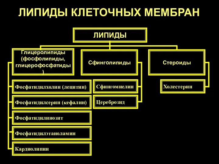 ЛИПИДЫ КЛЕТОЧНЫХ МЕМБРАН ЛИПИДЫ Глицеролипиды (фосфолипиды, глицерофосфатиды) Сфинголипиды Стероиды Фосфатидилхолин