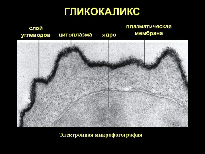 ГЛИКОКАЛИКС слой углеводов цитоплазма ядро плазматическая мембрана Электронная микрофотография