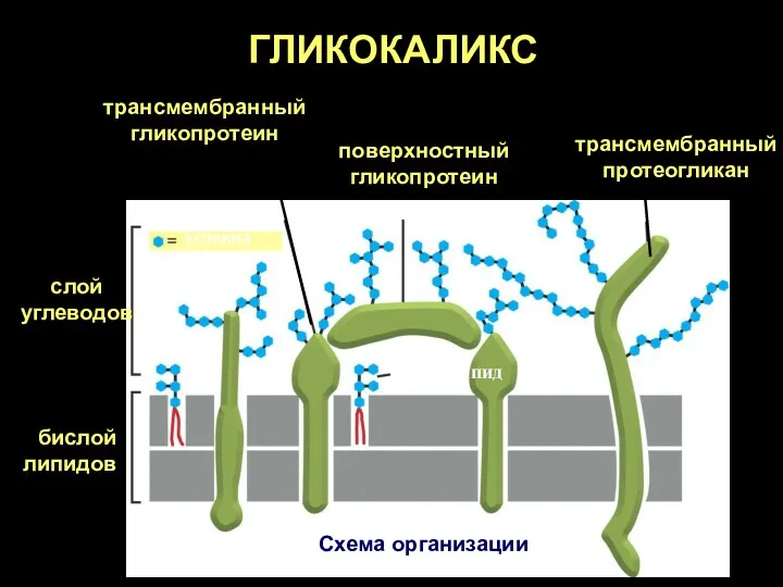 бислой липидов слой углеводов трансмембранный гликопротеин Схема организации поверхностный гликопротеин гликолипид трансмембранный протеогликан углевод ГЛИКОКАЛИКС