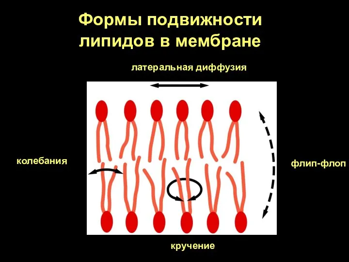 Формы подвижности липидов в мембране латеральная диффузия флип-флоп колебания кручение