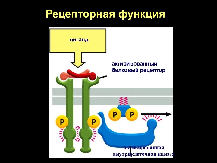 Рецепторная функция лиганд активированный белковый рецептор активированная внутриклеточная киназа