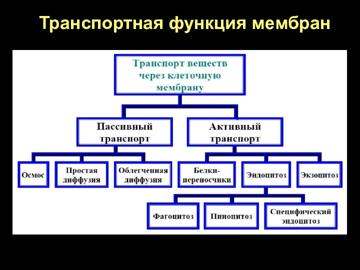 Транспортная функция мембран