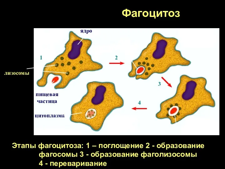 Фагоцитоз Этапы фагоцитоза: 1 – поглощение 2 - образование фагосомы