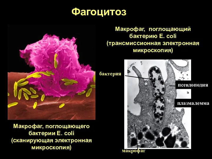 Фагоцитоз Макрофаг, поглощающего бактерии E. coli (сканирующая электронная микроскопия) Макрофаг,