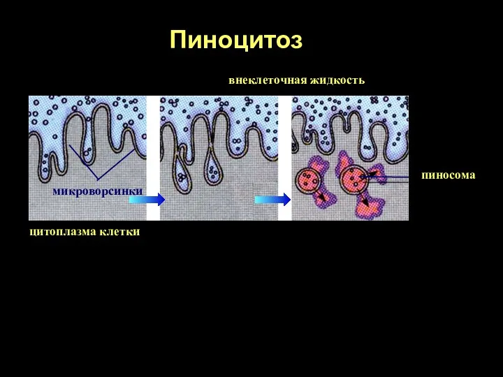 Пиноцитоз пиносома микроворсинки цитоплазма клетки внеклеточная жидкость