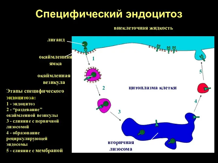 Специфический эндоцитоз внеклеточная жидкость молекулы рецептора клатрин лиганд цитоплазма клетки
