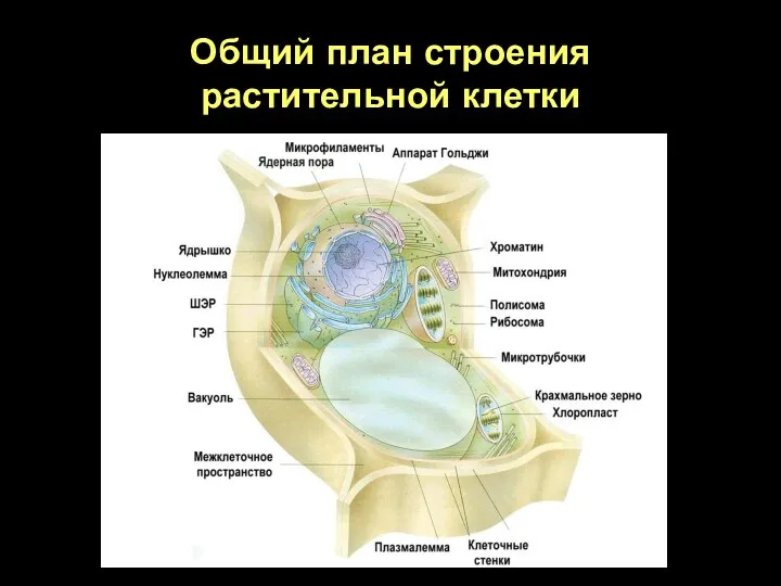 Общий план строения растительной клетки