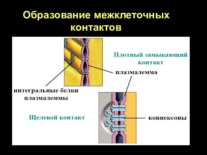 Образование межклеточных контактов